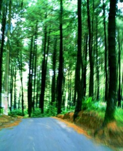Hutan-Pinus-Gunung-Pancar-244x300
